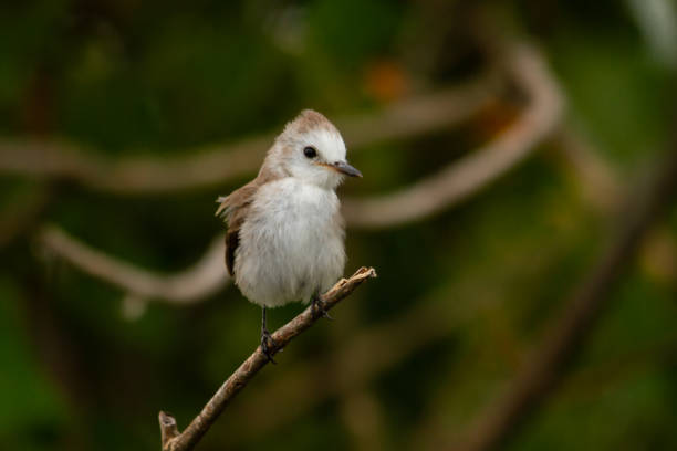 istock Female bird perched on a branch 1258452249