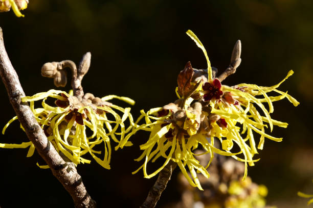 140+ Hamamelis Virginiana Leaves Stock Photos, Pictures & Royalty-Free ...