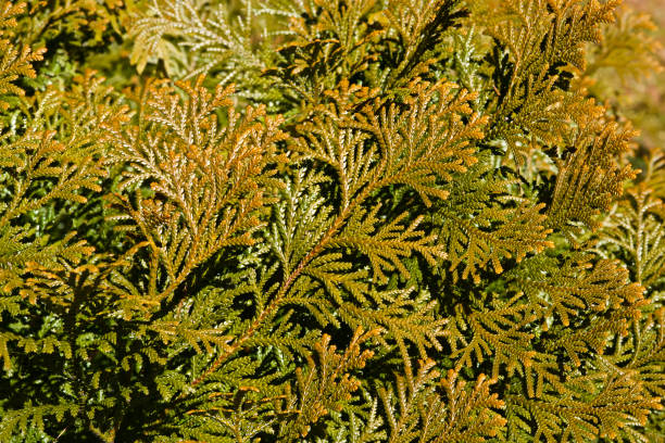 istock Beautiful japanese cypress leaf in the forest. 1258455855
