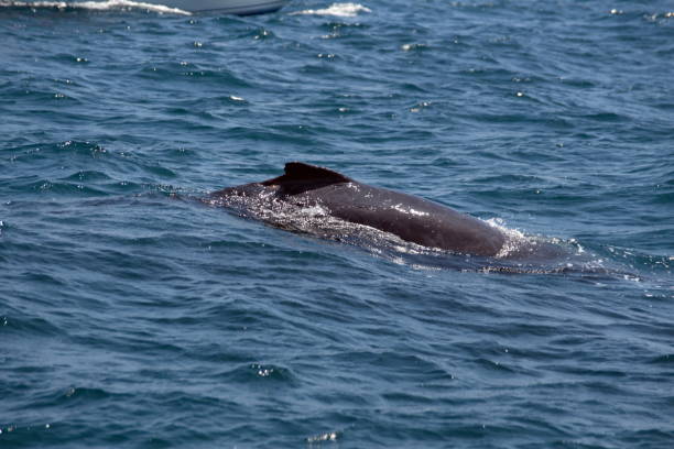 istock Dorsal fin of a humpback whale 1258455897