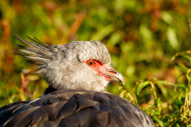 A southern screamer, Chauna torquata, close up portrait. A southern screamer, Chauna torquata, close up portrait resting on nest. sweet southern screamer stock pictures, royalty-free photos & images