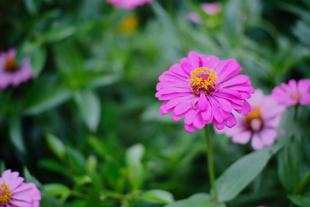 istock Beauty pink flower 1258455945