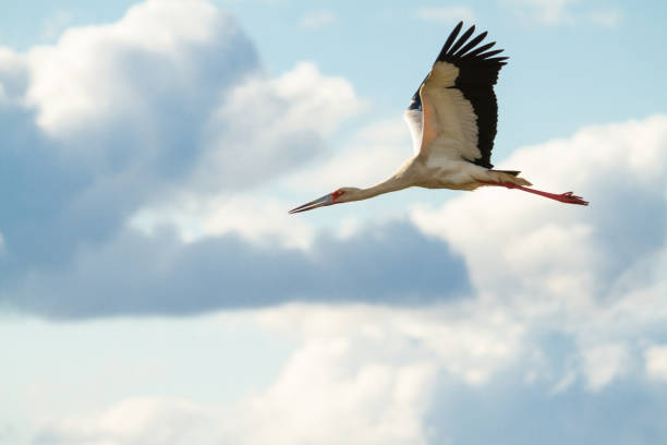 istock stork flying in a day with enough clouds in Ibera, Argentina 1258456207