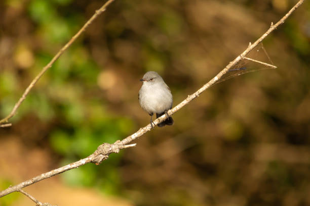 istock Small bird resting on a branch while looking for insects to feed in Ibera 1258456477