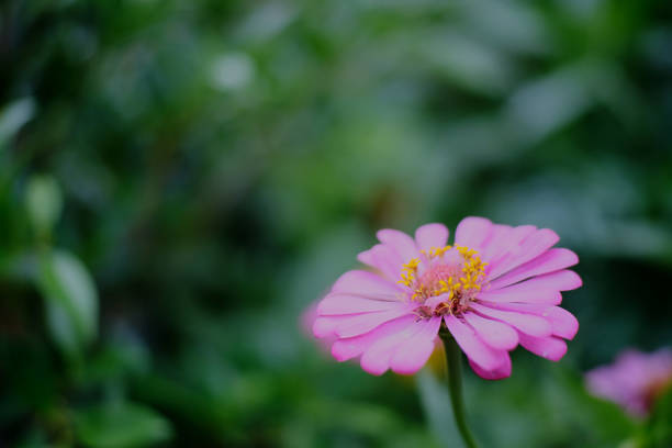 istock Beauty pink flower 1258457010