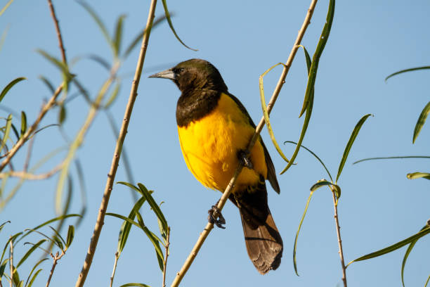 istock Bown and Yellow marshbird resting on a branch while looking for insects to feed in Ibera, ARg. 1258457518