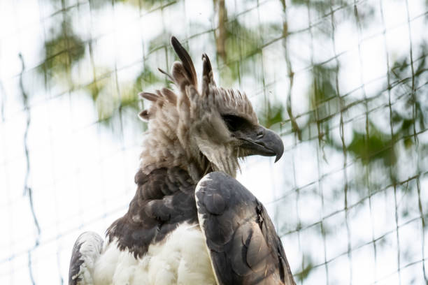 harpia in einem reservat in brasilien ist der größte greifvogel - harpyie stock-fotos und bilder