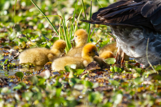 chaja chicks or southern screamer chicks, Chauna torquata, walking around the father in Ibera chaja chicks or southern screamer chicks, Chauna torquata, walking around the father sweet southern screamer stock pictures, royalty-free photos & images