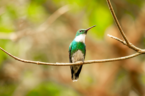 colibrí de garganta blanca encaramado en una rama photo