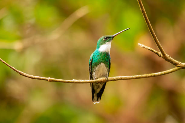 istock white-throated hummingbird perched on a branch 1258463092