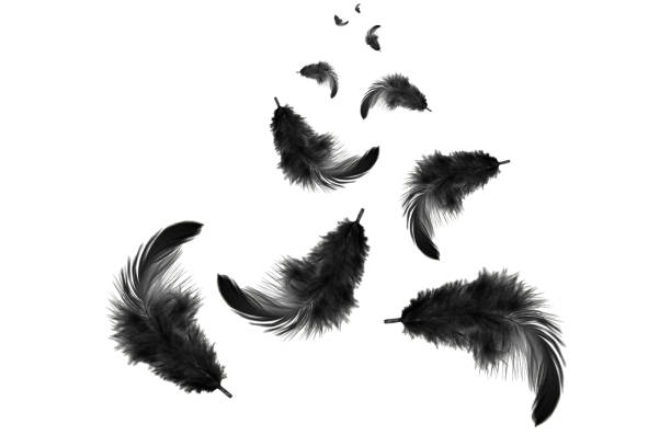 istock Light fluffy black bird feathers floating in the air. feather abstract on white background. 1258463456