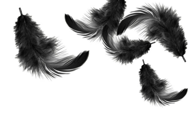 istock Light fluffy black bird feathers floating in the air. feather abstract on white background. 1258463458