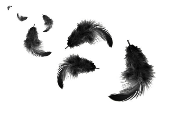 istock Light fluffy black bird feathers floating in the air. feather abstract on white background. 1258463462