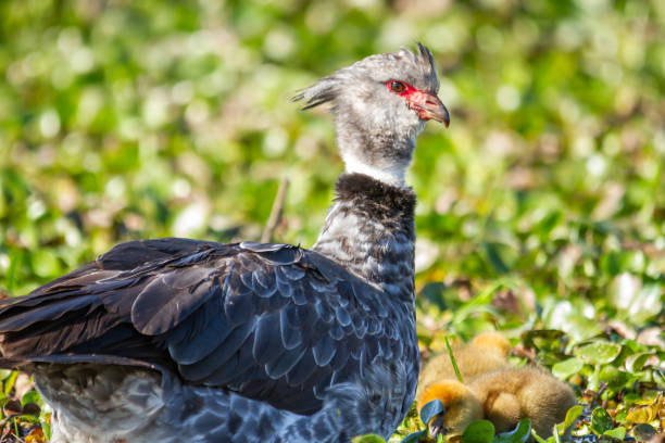 A southern screamer, Chauna torquata, close up portrait. A southern screamer or Chaja, Chauna torquata, close up portrait. sweet southern screamer stock pictures, royalty-free photos & images