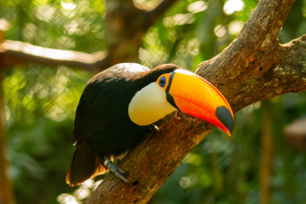 istock Toco Toucan outdoors perched on a branch leaning forward showing its huge orange and yellow beak with a bluish spot. Misiones Argentina. 1258463512