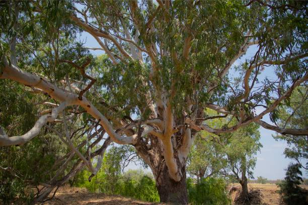 istock Grand River Red Gum growing 1258463693