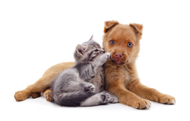 istock Red dog with a kitten. 1258489262