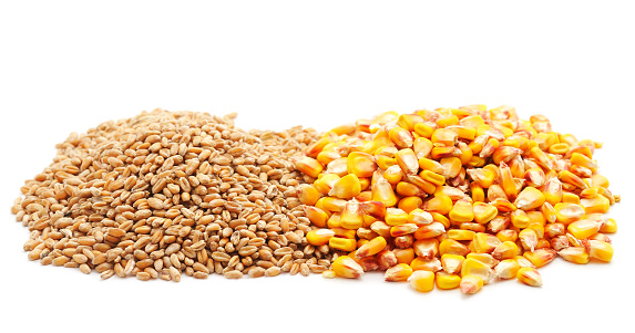 Grain wheat and corn isolated on a white background.