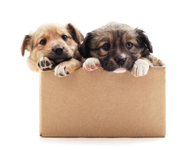 Two small dogs in the box. Two small dogs in the box isolated on a white background. box of puppies stock pictures, royalty-free photos & images