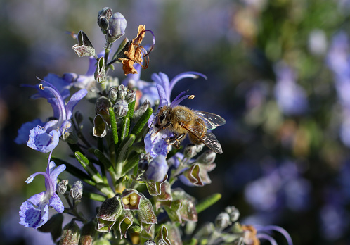 A close up images of bees pollinating on a lavender plant