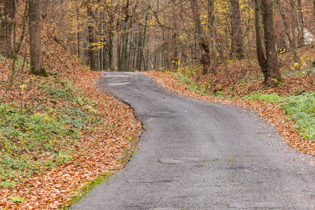 istock A deserted winding forest road goes deep into the forest.  Autumn forest trail is covered with yellow leaves, the road goes into the distance. 1258507825