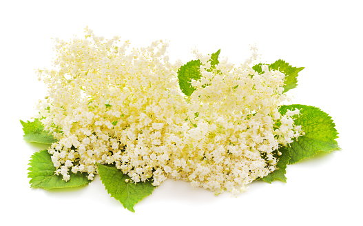 Bouquet of beautiful elderberry isolated on a white background.