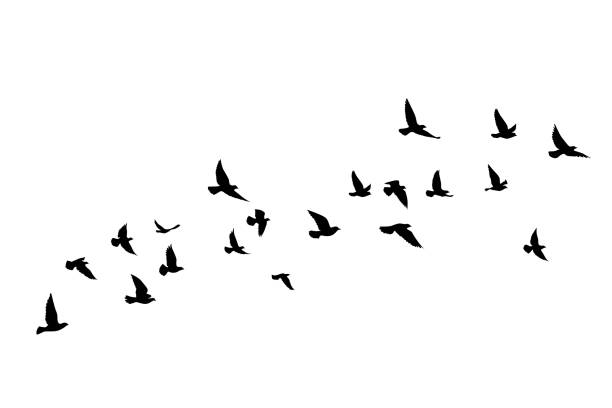 fliegende vögel silhouetten auf weißem hintergrund. vektor-illustration. isolierten vogel fliegen. tattoo-design. - kontur stock-grafiken, -clipart, -cartoons und -symbole