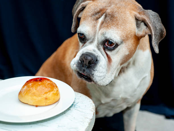 istock Old Boxer tempted by a sweet donut 1258518655