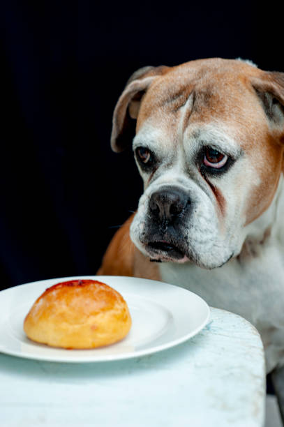 istock Old Boxer tempted by a sweet donut 1258520003