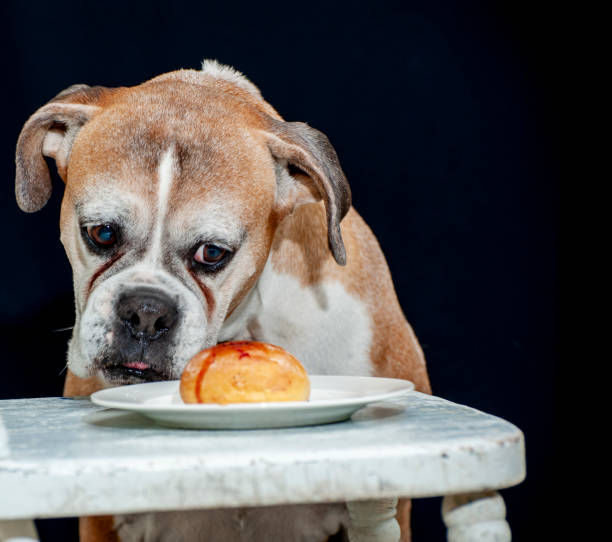 istock Old Boxer tempted by a sweet donut 1258520057