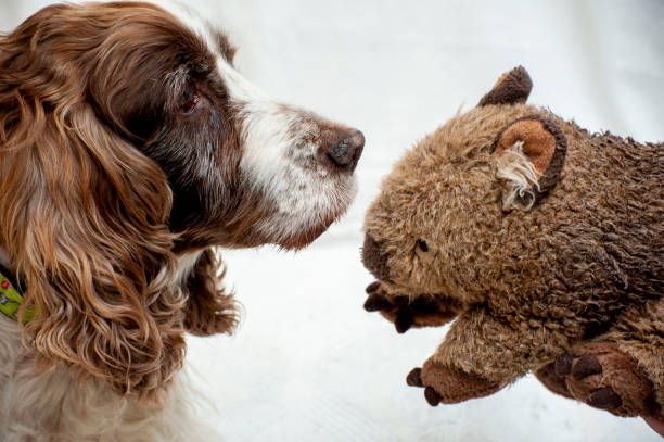 istock Very old Spaniel unimpressed when shown a toy wombat. 1258520083