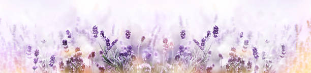 istock Lavender in flower field wide panoramic view 1258520086