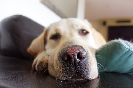 Labrador dog nose close up