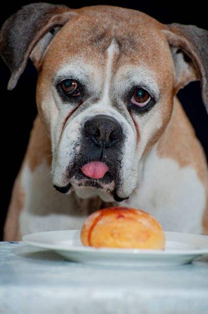 istock Old Boxer tempted by a sweet donut 1258520388