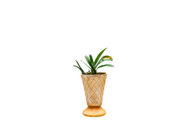istock A pot of Bush lily isolated on white background 1258520419