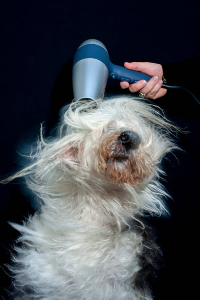 istock Old English Sheepdog has a blowdry after a bath. 1258522643