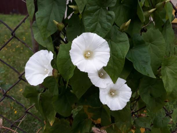 istock the bright white flower on the fence 1258534346
