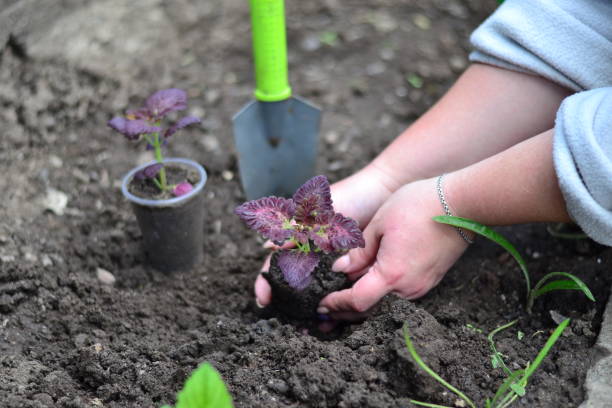 istock The gardener transfers seedlings to the soil 1258549062
