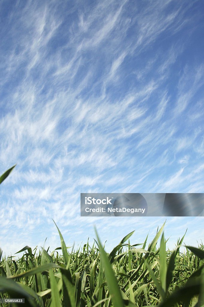 Vert field - Photo de Champ libre de droits