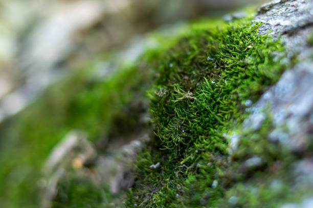 istock Moss on the bark of a tree. macro shooting 1258562274