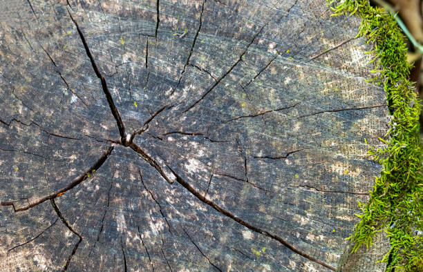 istock Cross section of the tree. Moss 1258562888
