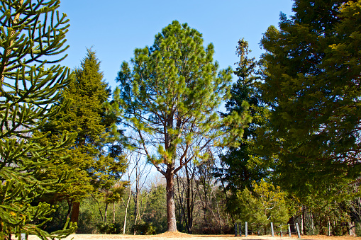 Longleaf pine is the longest pine tree in the world.