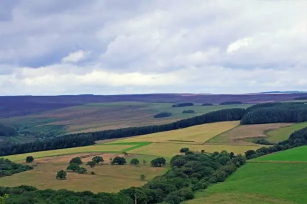 Broxa Forest is a mix of pine, other conifers and semi natural woodland, with heath like clearings that provide fantastic views of Harwood Dale, lovely wild flowers and good walking areas.