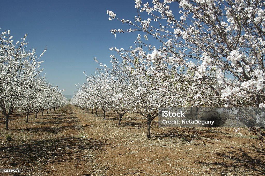 Kwitnących almond drzewa - Zbiór zdjęć royalty-free (Bez ludzi)