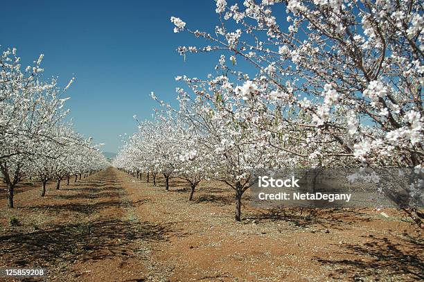Foto de Florescendo Amendoeiras e mais fotos de stock de Agricultura - Agricultura, Amendoeira, Azul