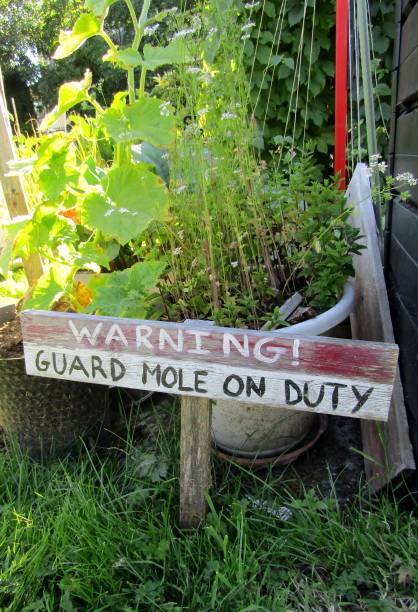 istock Warning! Guard mole on duty sign in the garden 1258592448