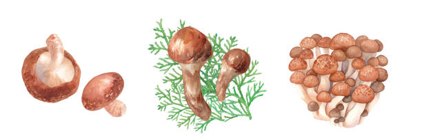 illustrazioni stock, clip art, cartoni animati e icone di tendenza di ingredienti autunnali: deliziosi funghi. traccia i dati vettoriali del set di illustrazioni ad acquerello di fungo shiitake, fungo matsutake, shimeji di faggio. il layout foglia può essere modificato. - white background freshness variation brown