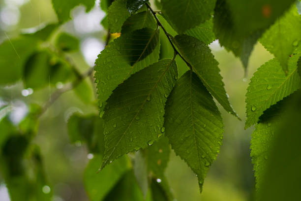 istock Linden green leaves on which raindrops flow 1258603040