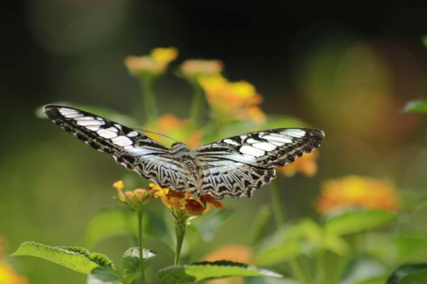istock Artwork picture: Butterflies fly all over the garden 1258603057
