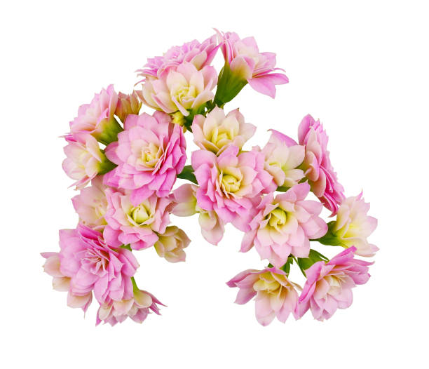 Pink calanchoe flowers isolated on white Pink calanchoe flowers isolated on white calanchoe stock pictures, royalty-free photos & images